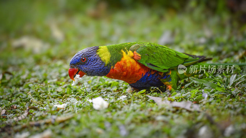 饥饿彩虹鹦鹉(Trichoglossus moluccanus)